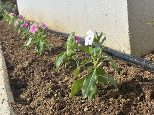 IMG_3278.JPG